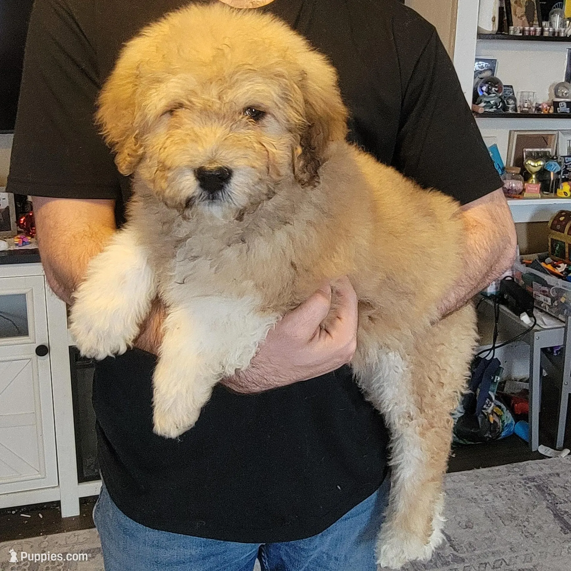 Squish, a female Great Pyrenees and Pyredoodle for sale in Ashley, IN – Photo 2 of 4