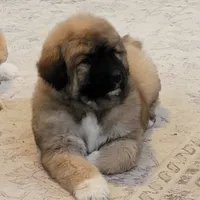 processed/f66dcd58-73db-4f2c-89e7-14d7a3f68c62/listing/95c7c017-42d9-418d-b529-c752dd9effdd/8ad08d17-f69f-4a22-898f-eec8f41f44c2