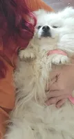 Bella, a female American Eskimo for sale in Ashley, IN – 2 of 2