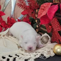 Blue UKC, a male American Eskimo for sale in Ashley, IN – Photo 3 of 8