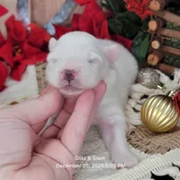 Blue UKC, a male American Eskimo for sale in Ashley, IN – Photo 2 of 8