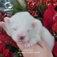 Blue UKC, a male American Eskimo for sale in Ashley, IN – Photo 4 of 8