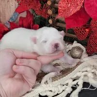 Blue UKC, a male American Eskimo for sale in Ashley, IN – Photo 5 of 8