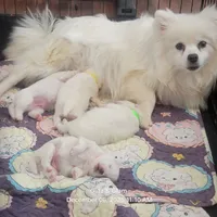 Blue UKC, a male American Eskimo for sale in Ashley, IN – Photo 8 of 8