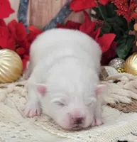 Blue UKC, a male American Eskimo for sale in Ashley, IN – Photo 1 of 8