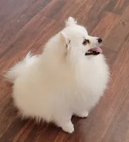 Blue UKC, a male American Eskimo for sale in Ashley, IN – Photo 7 of 8