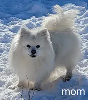 Pink UKC, a female American Eskimo for sale in Ashley, IN – Photo 2 of 2