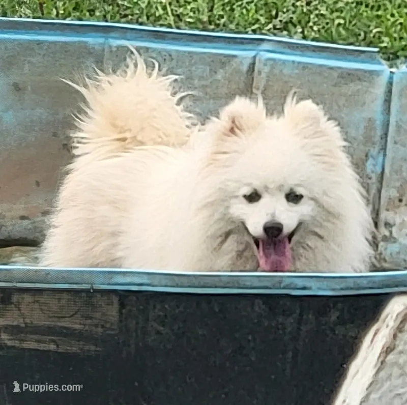 Ruby – American Eskimo puppy for sale in Ashley, IN