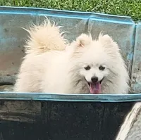 Ruby, a female American Eskimo for sale in Ashley, IN – 1 of 2