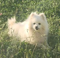 Ruby, a female American Eskimo for sale in Ashley, IN – 2 of 2