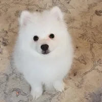 boy UKC, a male American Eskimo for sale in Ashley, IN – Photo 1 of 4