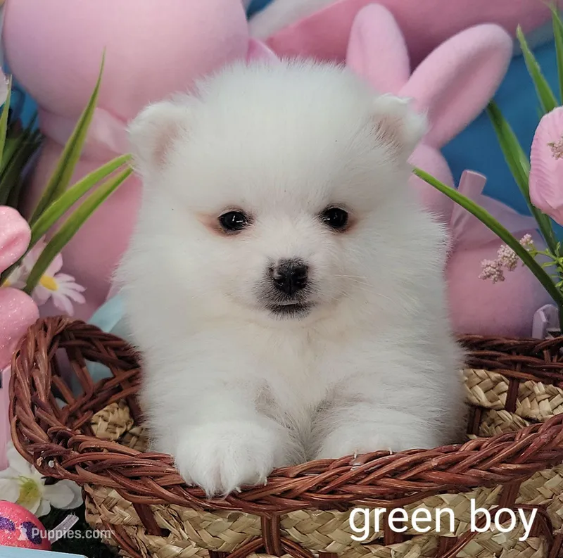 Green boy UKC – American Eskimo puppy for sale in Ashley, IN