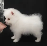 processed/f66dcd58-73db-4f2c-89e7-14d7a3f68c62/listing/fc9e4717-4a72-4353-9e41-5d2e6a980c1e/2d51231b-d024-4848-abfe-d9790f646b7f