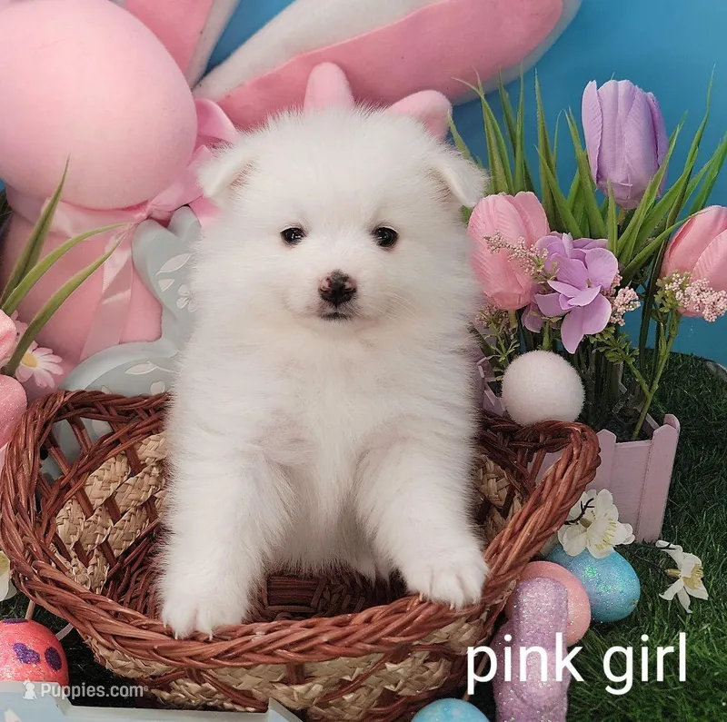 Pink UKC – American Eskimo puppy for sale in Ashley, IN