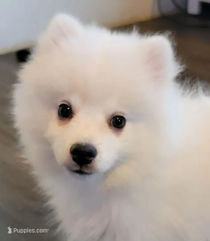 boy UKC – American Eskimo puppy for sale in Ashley, IN