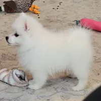 boy UKC, a male American Eskimo for sale in Ashley, IN – Photo 4 of 4