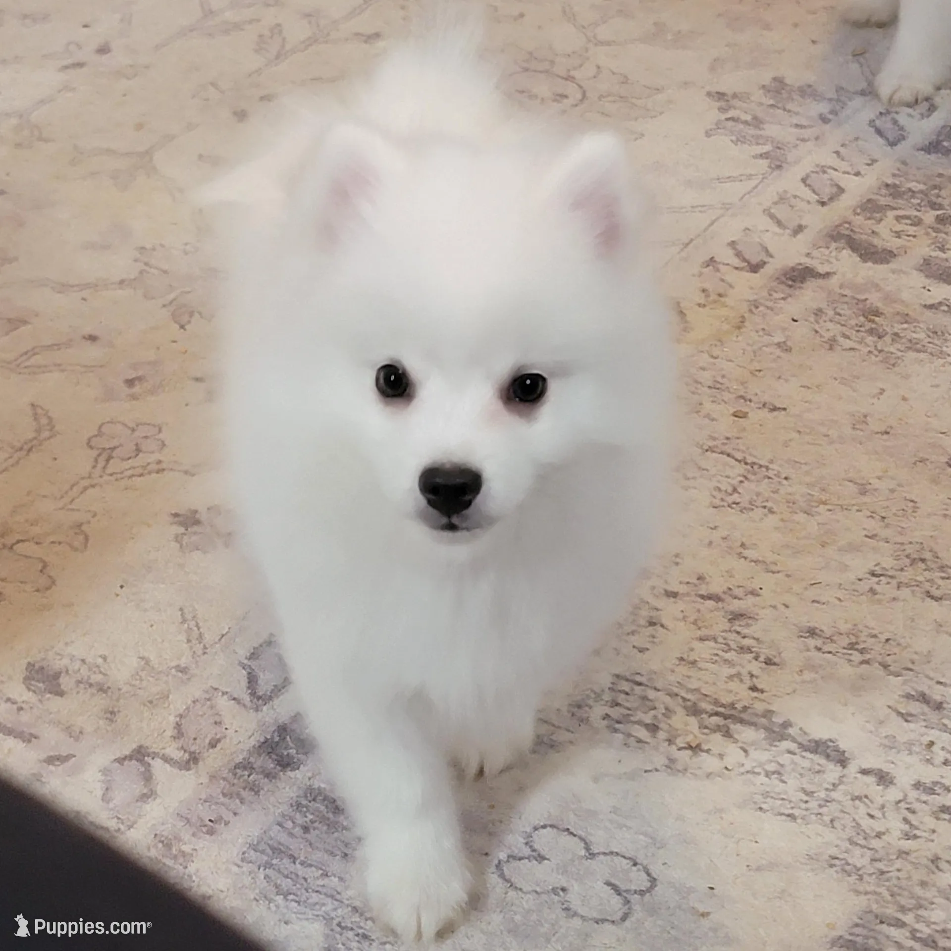 boy UKC, a male American Eskimo for sale in Ashley, IN – Photo 2 of 4