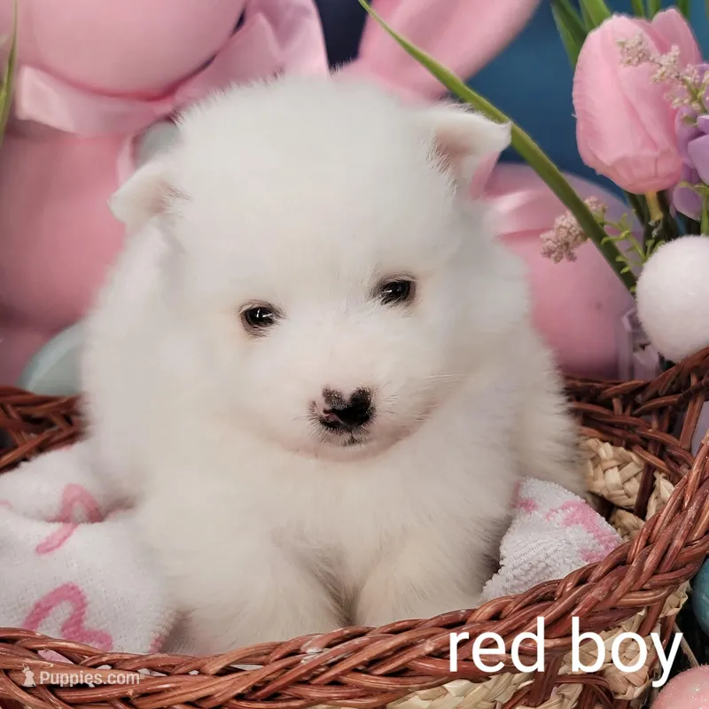 red Boy UKC – American Eskimo puppy for sale in Ashley, IN