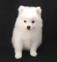 processed/f66dcd58-73db-4f2c-89e7-14d7a3f68c62/listing/fc9e4717-4a72-4353-9e41-5d2e6a980c1e/f8dec7a8-039d-4e0a-9f3d-59d1eea9500c