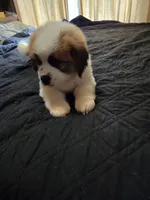 Bear, a male Great Pyrenees and Saint Bernard for sale in Kelso, WA – 2 of 5