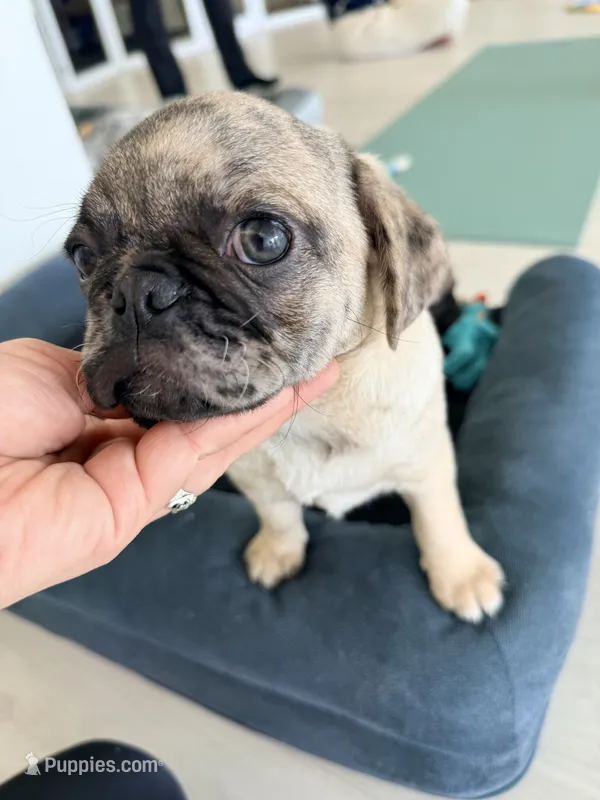 Fawn merle girl  – Pug puppy for sale in Kelso, WA