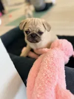 Fawn boy cream, a female Pug for sale in Kelso, WA – 2 of 4