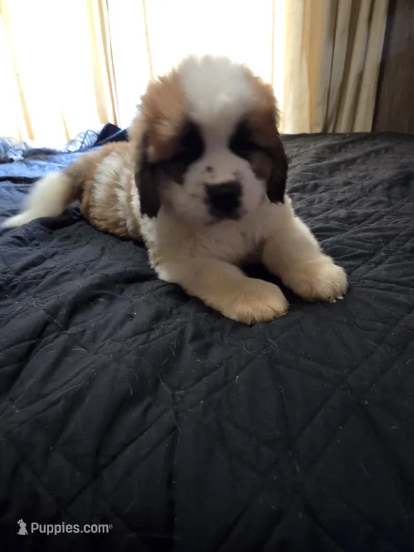 Bear – Great Pyrenees, Saint Bernard puppy for sale in Kelso, WA