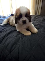 Bear, a male Great Pyrenees and Saint Bernard for sale in Kelso, WA – 1 of 5