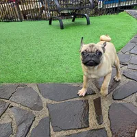 Fawn boy, a male Pug for sale in Kelso, WA – Photo 2 of 5
