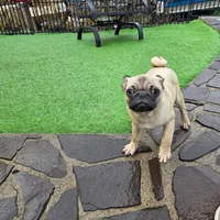 Fawn boy, a male Pug for sale in Kelso, WA – Photo 1 of 5