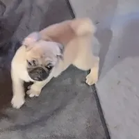 Fawn boy, a male Pug for sale in Kelso, WA – Photo 3 of 5