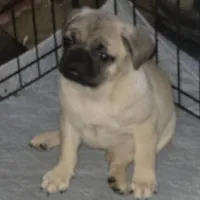 Fawn boy, a male Pug for sale in Kelso, WA – Photo 5 of 5