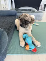 Fawn merle girl , a female Pug for sale in Kelso, WA – 2 of 3