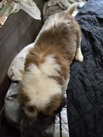 Dito, a male Great Pyrenees and Saint Bernard for sale in Kelso, WA – 3 of 3