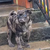 Merle boy, a male Pug for sale in Kelso, WA – Photo 1 of 5