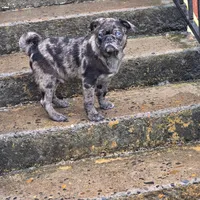 Merle boy, a male Pug for sale in Kelso, WA – Photo 2 of 5