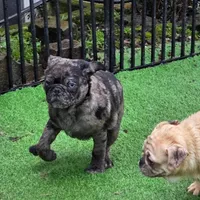 Merle boy, a male Pug for sale in Kelso, WA – Photo 4 of 5