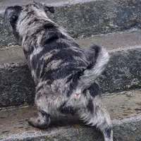 Merle boy, a male Pug for sale in Kelso, WA – Photo 3 of 5