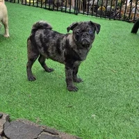 Merle boy, a male Pug for sale in Kelso, WA – Photo 5 of 5