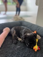 Merle girl , a female Pug for sale in Kelso, WA – 2 of 5