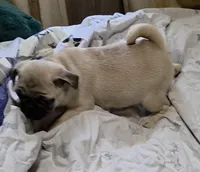 processed/f66ef206-c8a2-4cf9-8052-197a1a48a338/listing/418ce8d9-890a-4e8b-9fa6-7d6334942f15/90154e1e-6c07-4739-88ec-40d72088cdb2