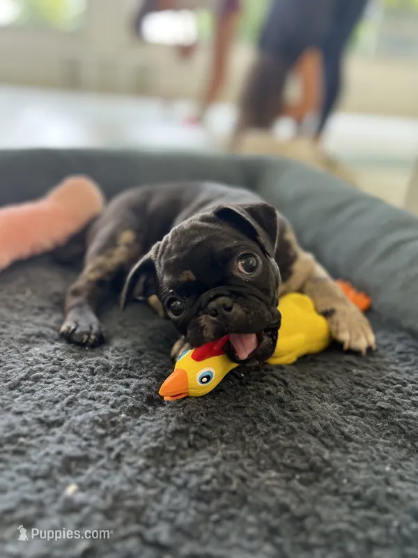Merle girl  – Pug puppy for sale in Kelso, WA