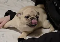 Fawn merle, a female Pug for sale in Kelso, WA – Photo 1 of 3