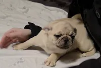 Fawn merle, a female Pug for sale in Kelso, WA – Photo 2 of 3