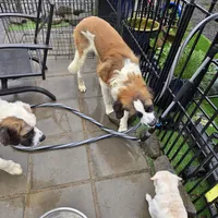 Captain, a female Great Pyrenees and Saint Bernard for sale in Kelso, WA – Photo 1 of 3