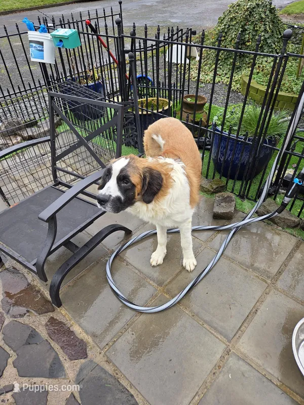 Captain – Great Pyrenees, Saint Bernard puppy for sale in Kelso, WA