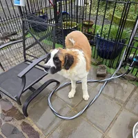 Captain, a female Great Pyrenees and Saint Bernard for sale in Kelso, WA – Photo 2 of 3