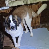 Captain, a female Great Pyrenees and Saint Bernard for sale in Kelso, WA – Photo 3 of 3