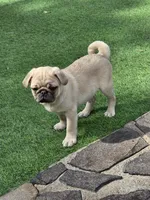 Fawn boy cream, a male Pug for sale in Kelso, WA – 5 of 6