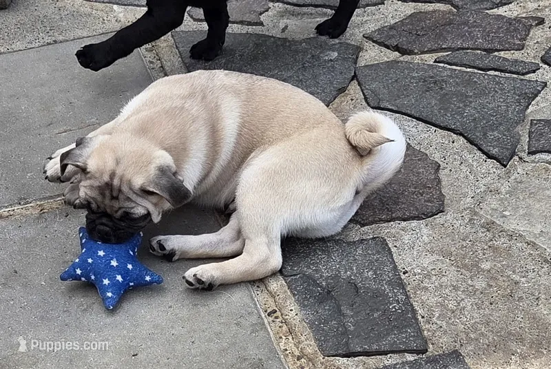 Fawn boy  – Pug puppy for sale in Kelso, WA
